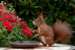 Scottish Red Squirrels