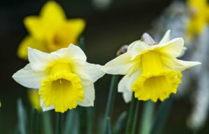 celebrate spring at coastal kippford