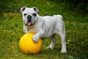 "Photo: Well Pet Coach" Taking Your Dog On Holiday