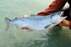 Fishing in Scotland - salmon fishing in scotland