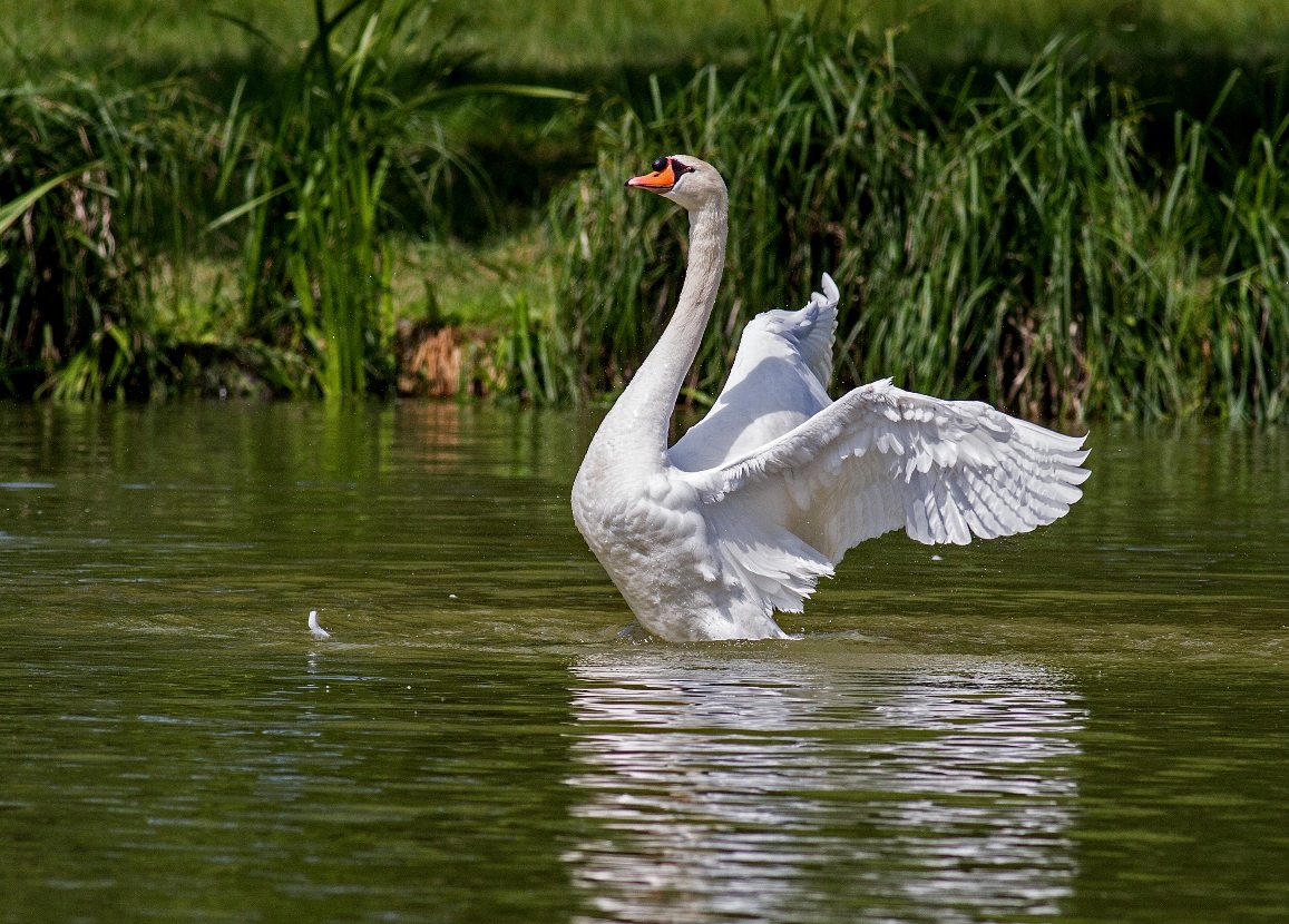 Wildlife in Dumfries & Galloway