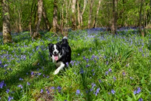 Camping at Coastal Kippford