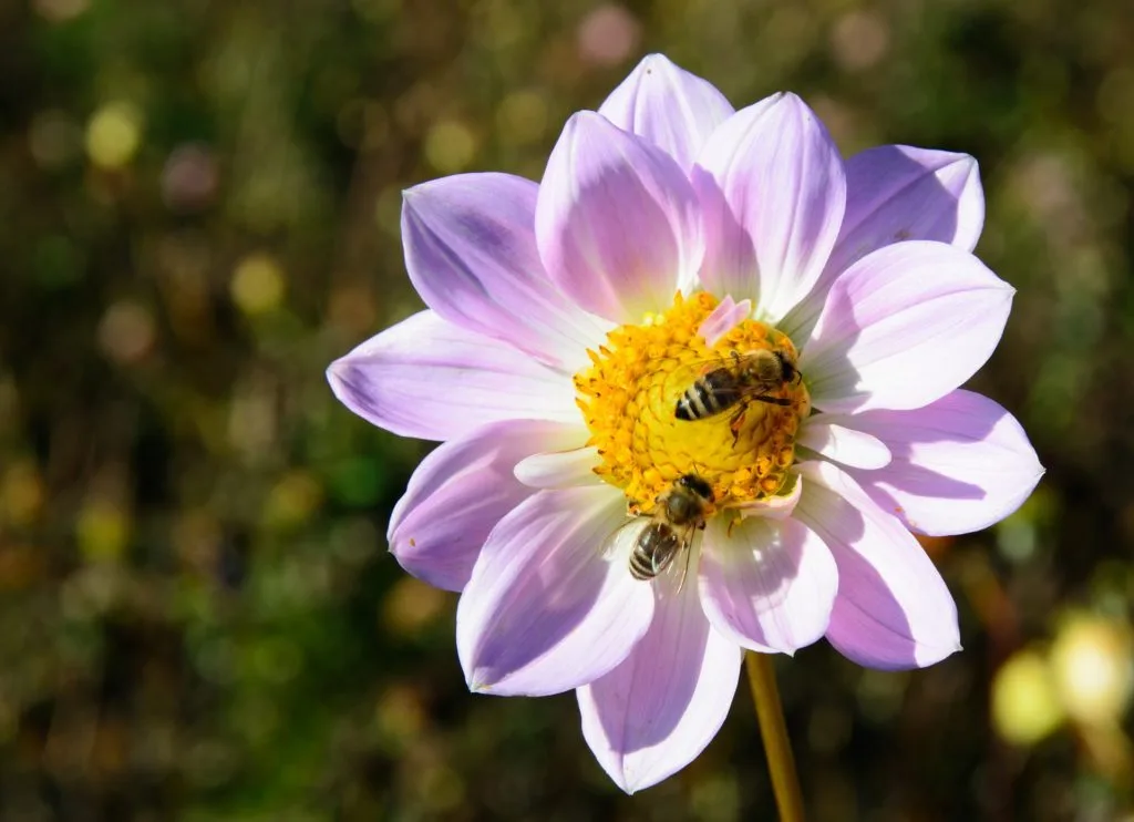 Gardenwise Dumfries