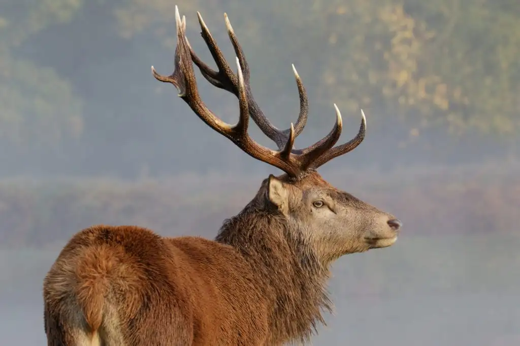 Red Deer Range Galloway Forest Park 