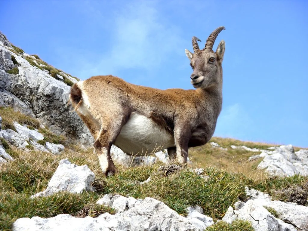 Wild Goat Park Galloway Forest Park 