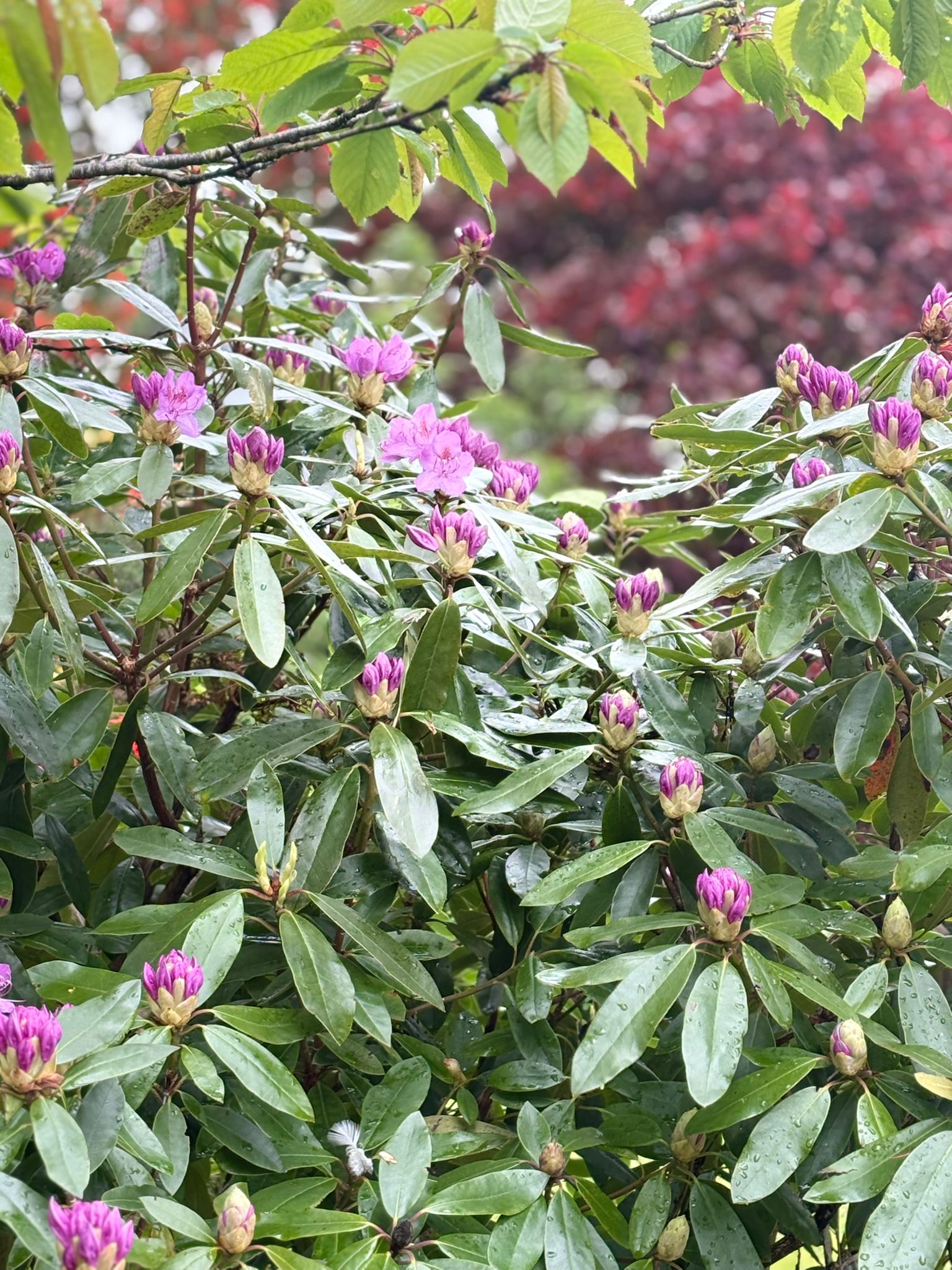 Stunning plants surround this new caravan for sale